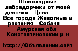 Шоколадные лабрадорчики от моей девочки › Цена ­ 25 000 - Все города Животные и растения » Собаки   . Амурская обл.,Константиновский р-н